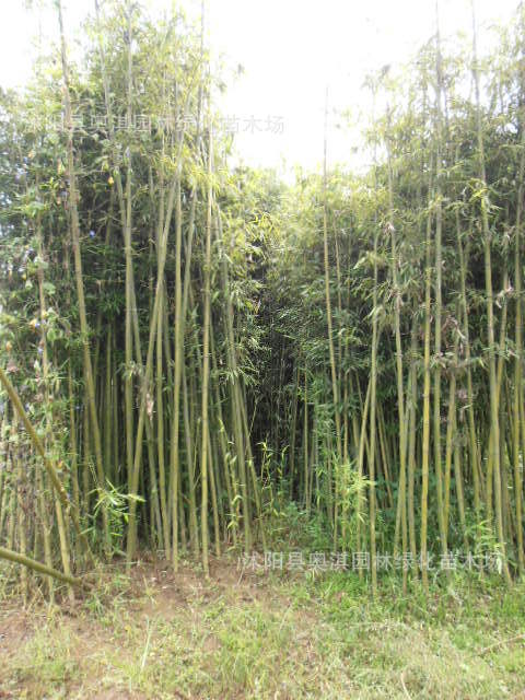 苏北最大的绿化竹子种植基地--奥淇园林竹子,竹