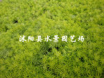 大量供应 金叶佛甲草 