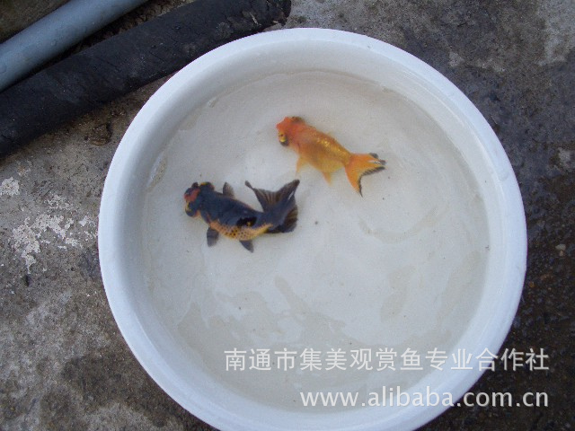 南京批发零售斗鱼 水母 六角恐龙图片,南京批发