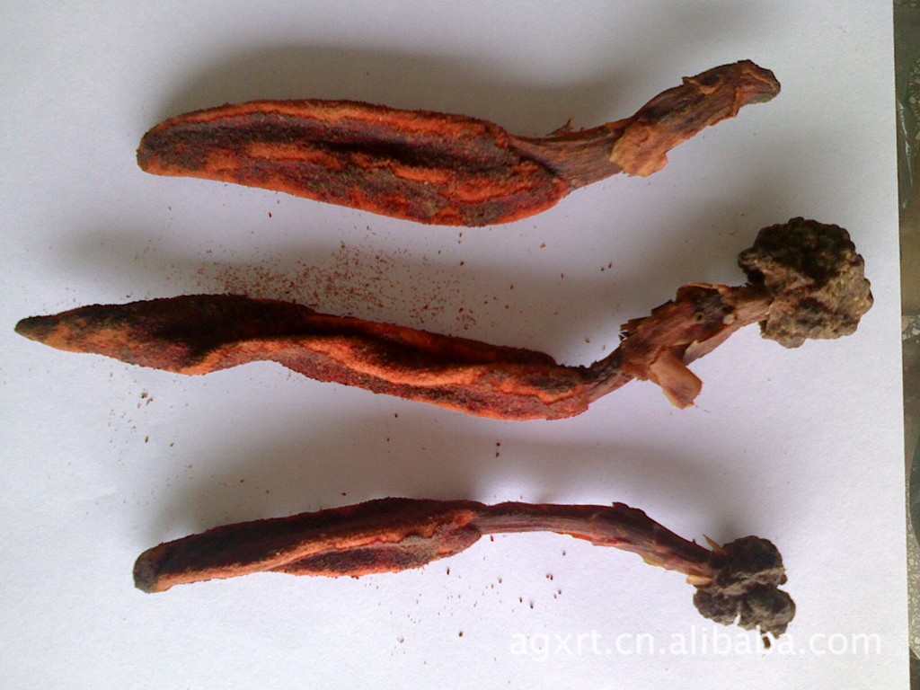 供应 冷背 补肾 中药材 草龙鞭