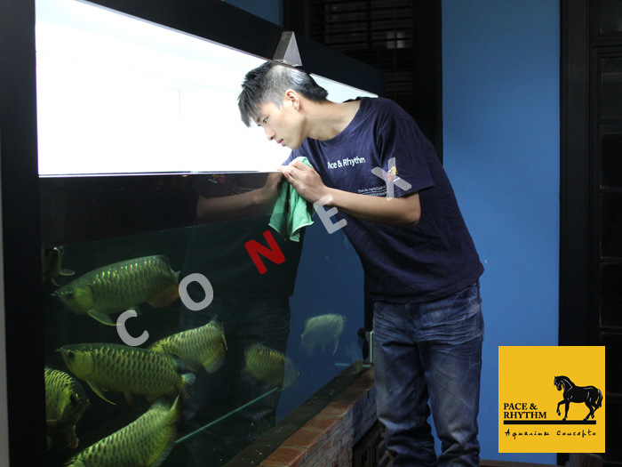 专业龙鱼喂养 龙鱼治病 鱼缸清洗 水族箱清洗 海