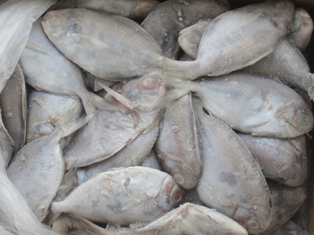 厂家直销 冻品南鲳鱼(肉鲳)