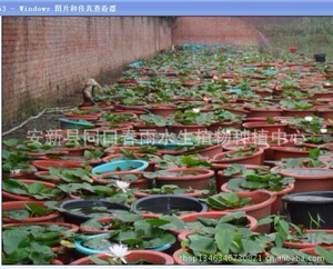 【盆栽荷花的种植】盆栽荷花的种植价格\/图片