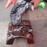 �ڳ塾���Ρ�Ʒ�ƣ���Ȼ��䣬��ӥչ��ӥ�ڼ�����Ʒ����Ʒ
