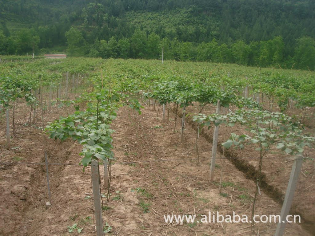 【红心猕猴桃苗】