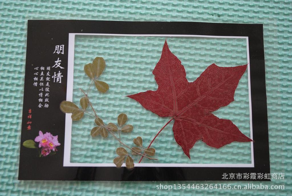 【(枫叶16)蝴蝶标本 香山红叶 枫叶书签 贺卡 广