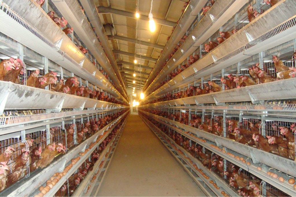 蛋鸡养殖设备 - 蛋鸡养殖设备厂家 - 蛋鸡养殖设