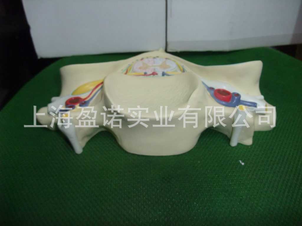 第五颈椎模型 颈椎附骨髓神经 放大模型 神经科
