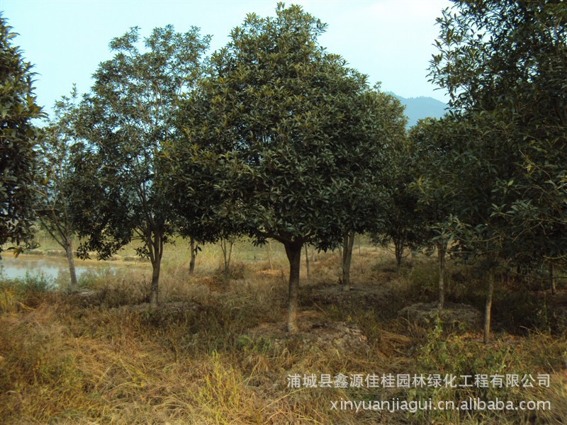 桂花树,福建浦城红花丹桂树,树苗,各种园