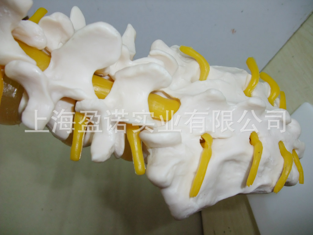 腰椎带尾椎骨模型 骨骼模型 腰椎 椎间盘病变模型骨骼模型