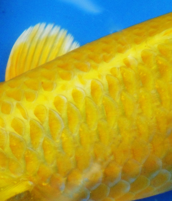 供应小川山吹黄金世界最黄的锦鲤鱼 风水之宝