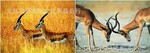 25*35PET两变立体画 5月新款立体画 AB430 美国立体画