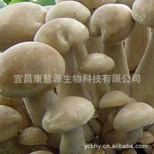 草 菇 类 1,v银丝草菇出菇温度26-32 白色 低温种,盖小球形,不易开伞