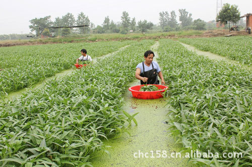 水上竹叶菜种子 水上空心菜种子 水上漂菜