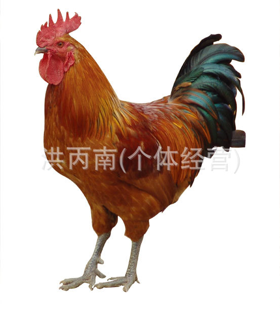 供应江西优质鸡苗 土鸡鸡苗 草鸡苗 公鸡 大红公
