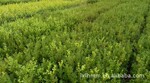 基地直销小叶黄杨分栽苗100万株
