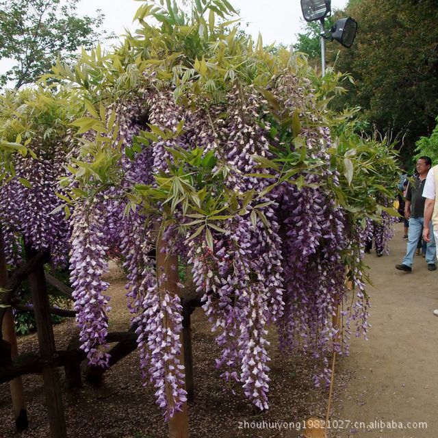 供应批发藤本植物 木香花 结香花 紫藤 凌霄 藤本月季