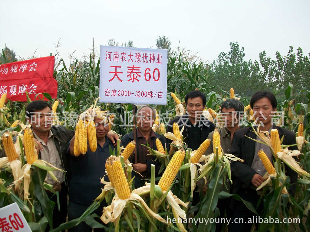 供应 三层霸王根 抗旱耐涝,优质玉米种子 厂家直销 批发零售