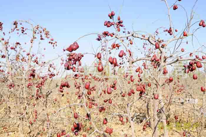 【新疆楼兰枣 正宗若羌枣 若羌红枣特价 灰枣 整箱批发 量大从优】价格,厂家,图片,蜜饯果脯,上海物连实业有限公司-马可波罗网