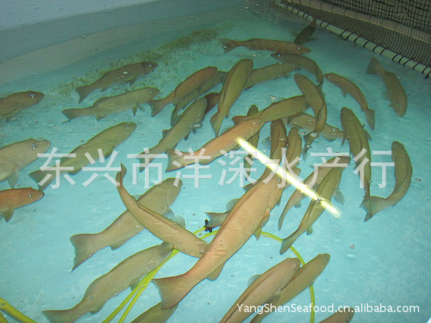 东星斑鱼养殖场图片