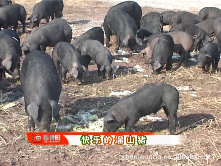 供应"鲁东一品黑"牌原生态养殖烟台黑猪【土猪】