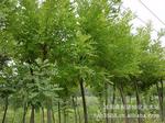 供应直径3--5--6--8--10--12--15公分（cm）白蜡 价格优惠 