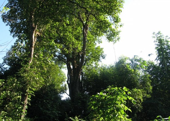 柬埔寨 像胶树 全年批发 世界价格最低 原木 木