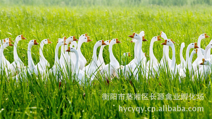 【出售品种最好的大白鹅 养殖户值得信赖的选