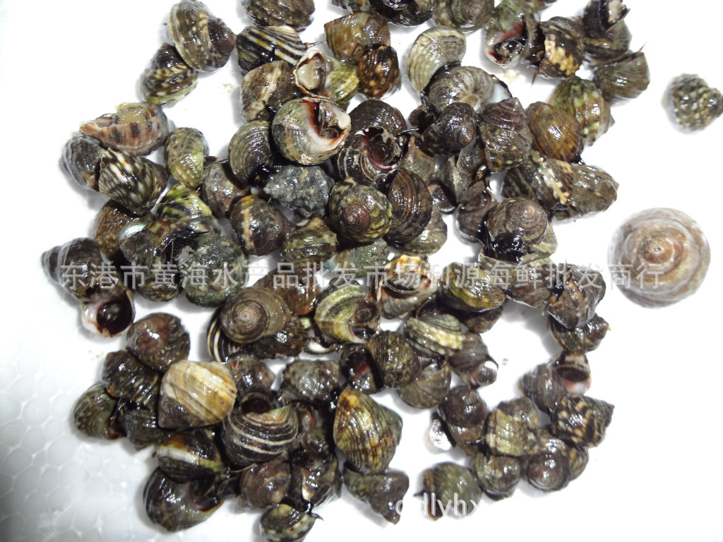 水产品-东港利源海鲜批发商行-优质芝麻螺-利源