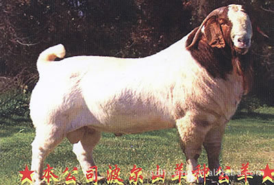 供應波爾山羊---波爾山羊養殖技術