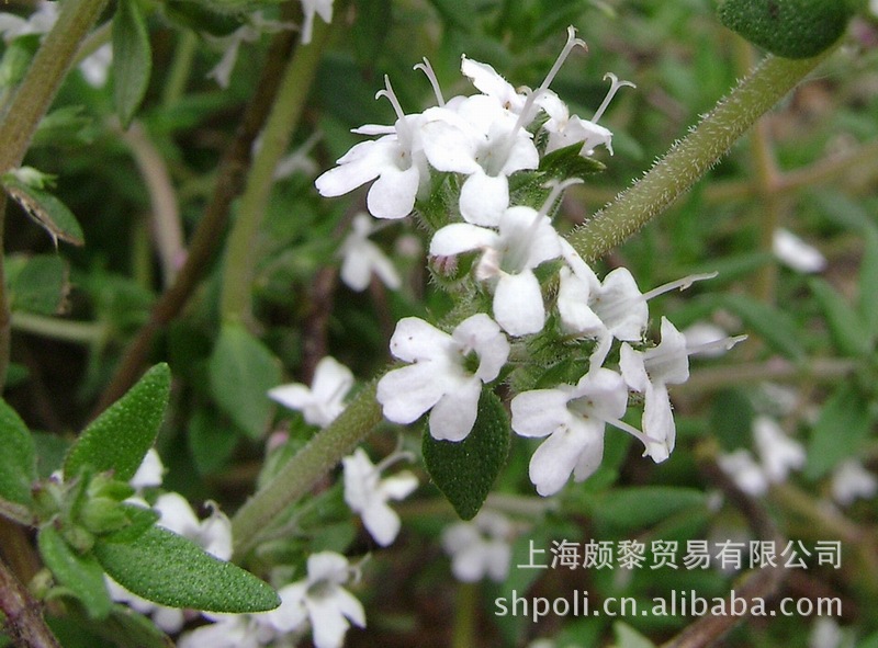 精油厂家 进口精油批发 沉香醇百里香 Thyme C