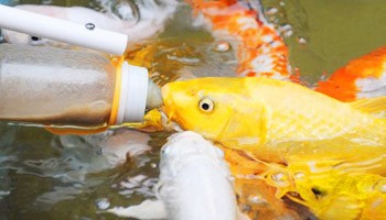 鱼类-会吃奶的鱼…吃奶鱼(赚钱项目)适合景区、