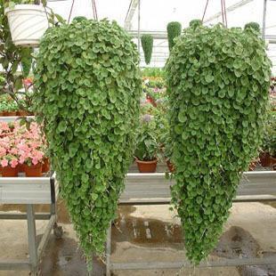 【花卉 林木种子 马蹄金种子 四季播 盆栽阳台易