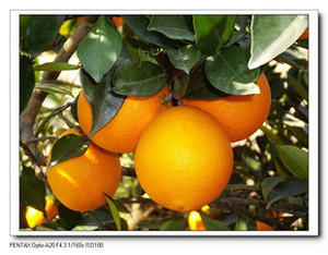 【上海橙子】上海橙子价格\/图片_上海橙子批发