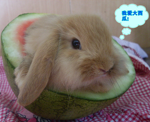 【荷兰垂耳兔各类宠物兔】价格,厂家,图片,其他
