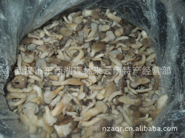 盐渍姬菇 小蘑菇一件起批 凉菜首选 45公斤一桶 酒店餐馆菌汤食材