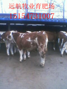 -安达肉牛基地 肉牛西门塔尔牛牛犊一年利润-牛