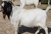 长治市肉羊养殖种羊价格，哪里的羊最便宜养殖品种好