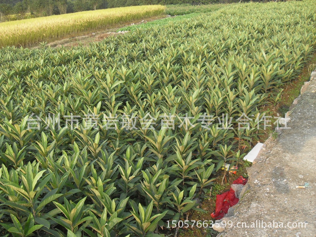 【批发供应枇杷苗 大五星枇杷苗 枇杷苗木 果树