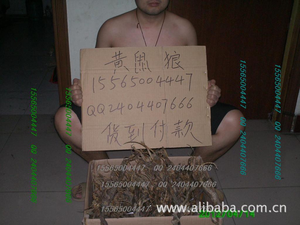 黄鼠狼图片妇照_黄鼠狼附体真实图片_黄鼠狼图片 ...