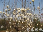 供应白玉兰、黄玉兰，红玉兰等绿化苗木-花木，玉兰基地