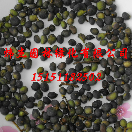 大量供应<em>金叶女贞种子</em>,种子繁殖技术,金叶女贞