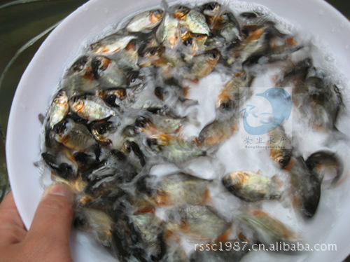 【茂名大量白鲳两个鱼苗白鲳淡水鱼花食谱白的晚饭淡水人淡水图片