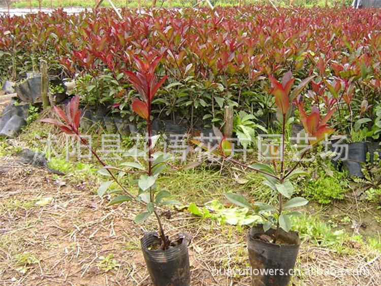 批发红叶石楠 批发红叶石楠