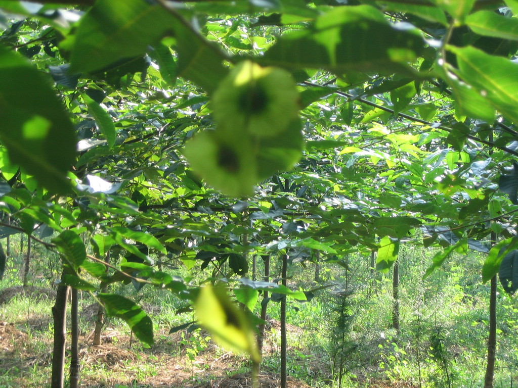 科学网—20190626——青钱柳（Cyclocarya paliurus (Batal.) Iljinsk.） - 栗茂腾的博文