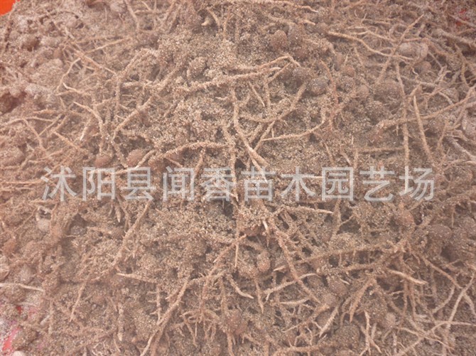 【油根子造型苗子】油根子造型小苗价格 流苏树苗根部造型基地