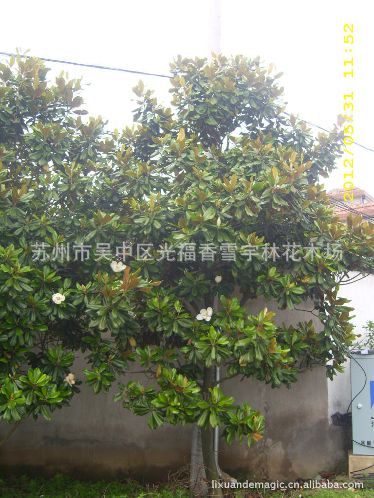 供应苏州精品风景树苗木白玉兰 防护树