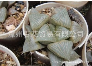 仙人掌及多浆植物-产地批发 景天科盆景 珍稀品