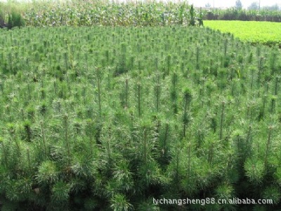 种植猕猴桃几年挂果_果树未挂果前收入来源(3)