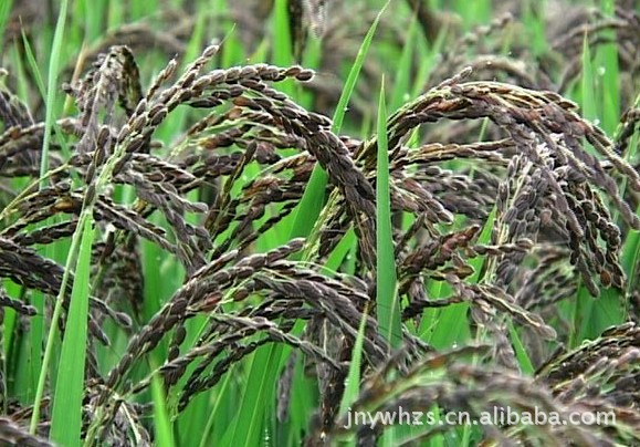 专业种植黑米 优质黑米 量大从优 欢迎来电合作